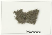 藏品(三裂鞭蘚)的圖片